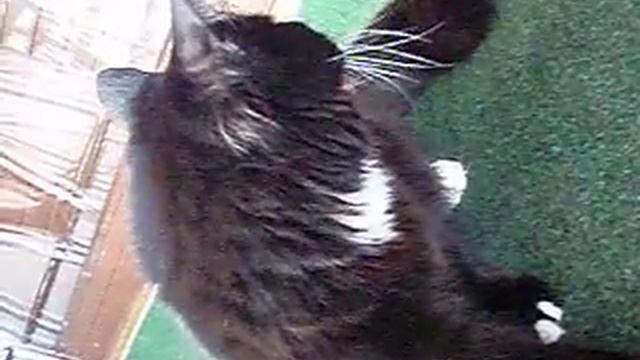 Conan the cat