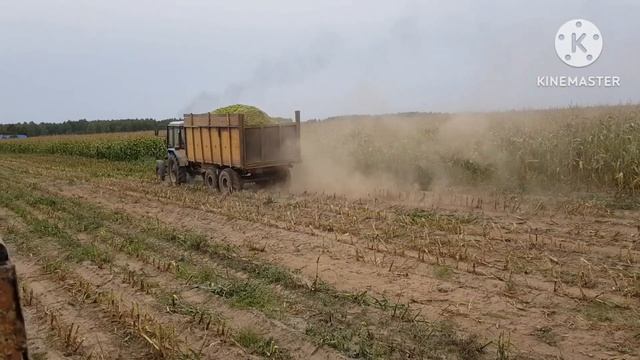 уборка КУКУРУЗЫ комбайном JOHN DEER 7250  / Беларус МТЗ - на силос. сезон 2018