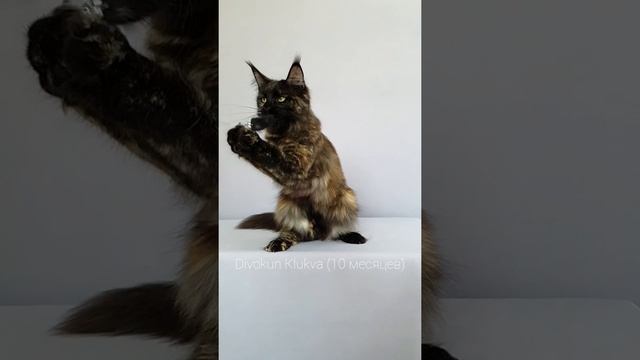 ДивоКун Клюква (10 месяцев). Кошка Мейн кун черепахового окраса. Хвост Мейн куна. (MCO f)