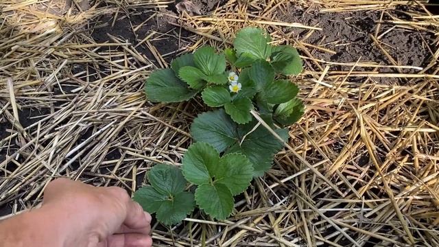Как ухаживать за Клубникой Альбион после посадки летом