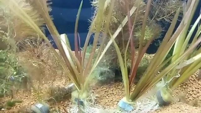 Vallisneria Rubra