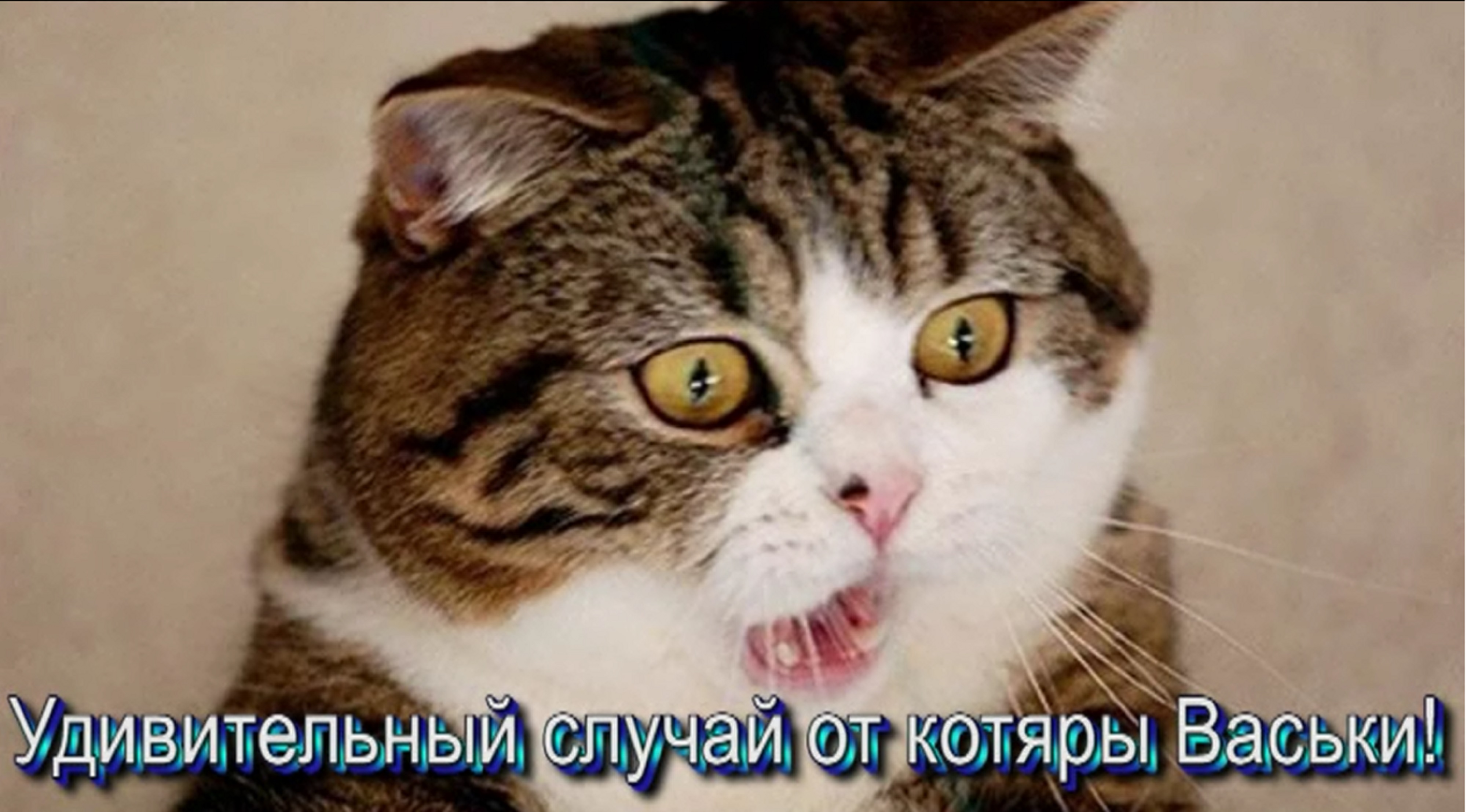 Удивительный случай от котяры Васьки!