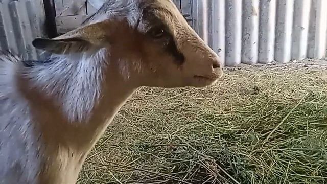 Дашенька выздоровела