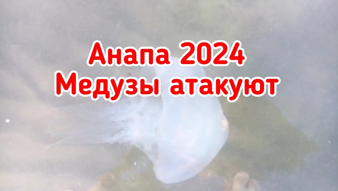 Анапа 2024. Медузы атакуют. Вода нагрелась.