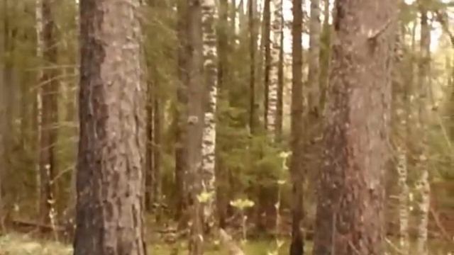 SAM_0708.MP4 Быстра и Зарев 09.05.2012