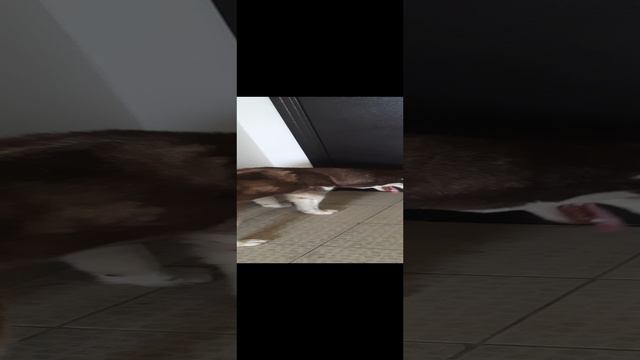 Спайк из Хаски хелп ❤