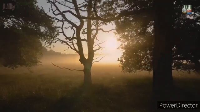 #Relaxingmusic музыка для релакса(звуки живой природы, звуки леса, пенье птиц)