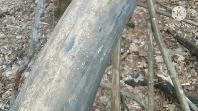 Пиляєм заготовки на топорище.