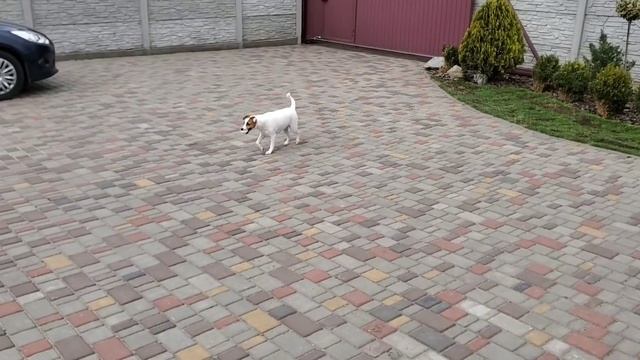 Погода испортилась! Обещают ураган! Закончили на огороде