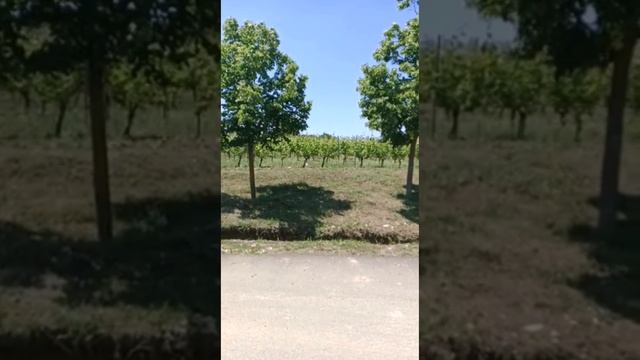 Долина Лефкадия! Красивые места в Краснодарском крае. Крымск, село Молдованское.