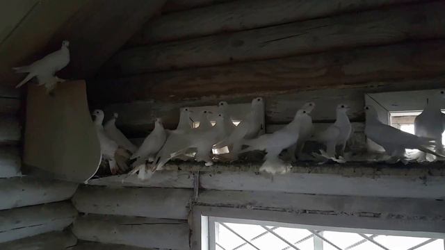 Голуби.Иранские бойные пар парли.
