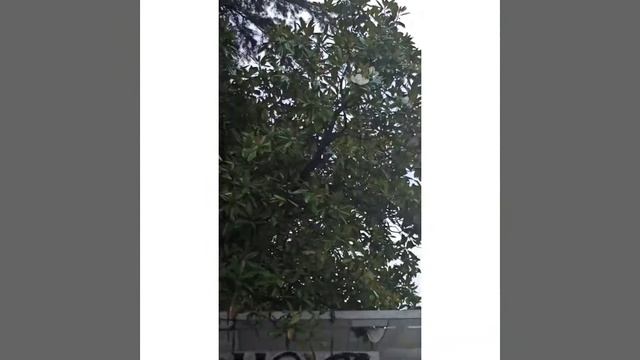 Магнолия в Туапсе