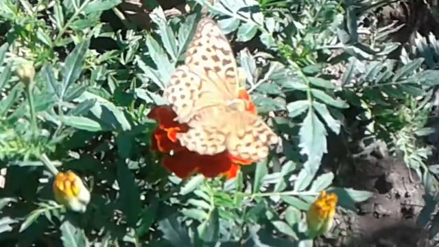 Мои цветы любят красивые бабочки и богомолы.Beautiful butterflies and praying mantises love my flow