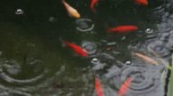 PA010147Мои рыбки в пруду во время дождя.