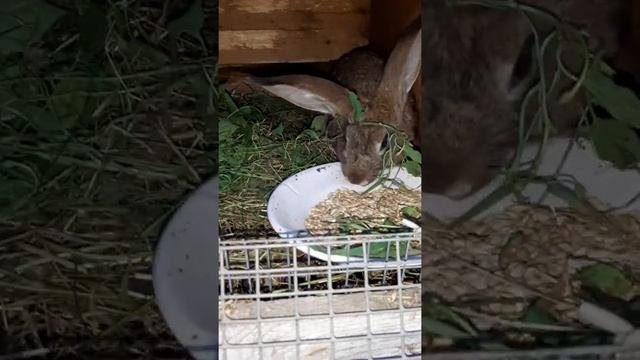Добрый кролик 