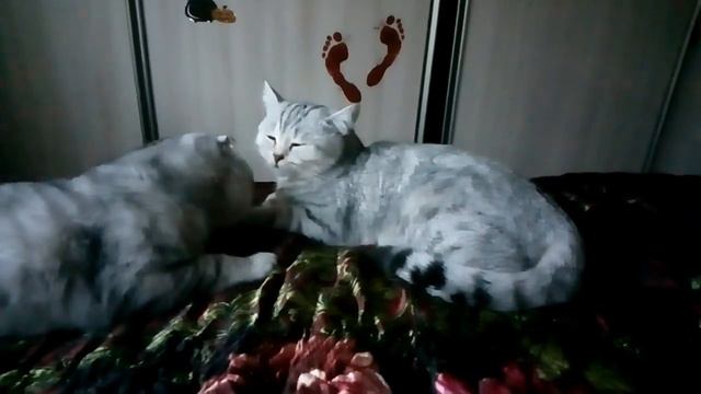 Кот уговаривает Кошку . Кот предлагает кошке свою любовь 😻😻😻