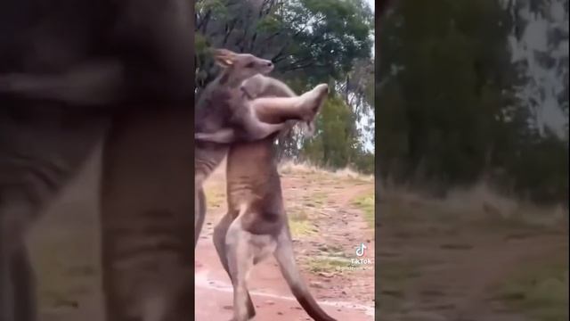 Wakanda Forever Black Panther TikTok Trend Compilation