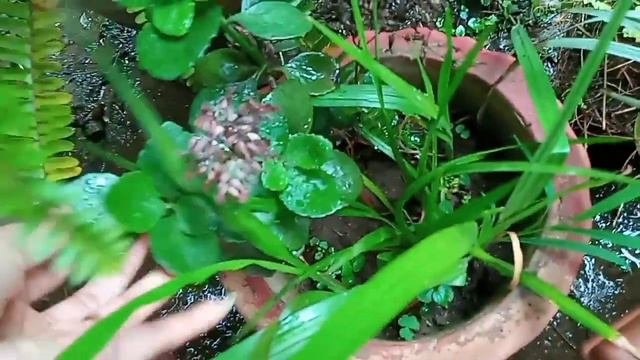 Update Of Some Plants In My Garden / Lovely Weather /fresh Plants