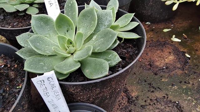 Echeverias identificação parte 02