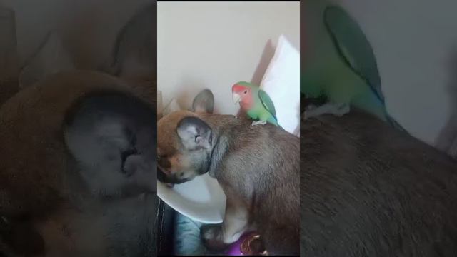 VID-20240621-WA0026.mp