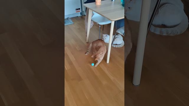 Cats Chasing Self-moving Ball | Interactive Cat Toy
