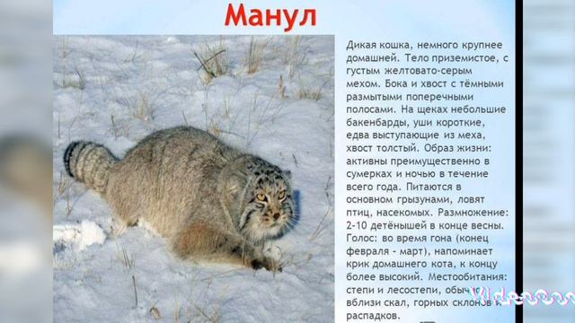 Манул