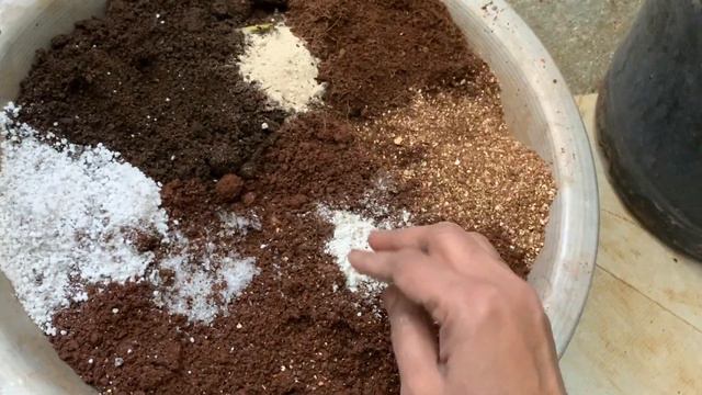 GROWING PLANTS IN CERAMIC POTS
