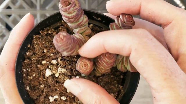 Crassula Baby's Necklace