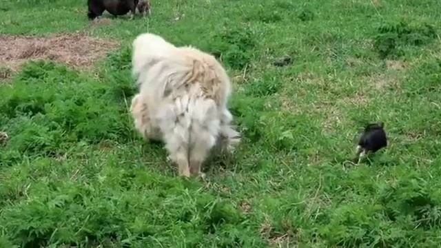 Первое знакомство??Минипиги, минипиг, микропиги, микропиг, Minipig, Micropig, собака, Dog, Рязань