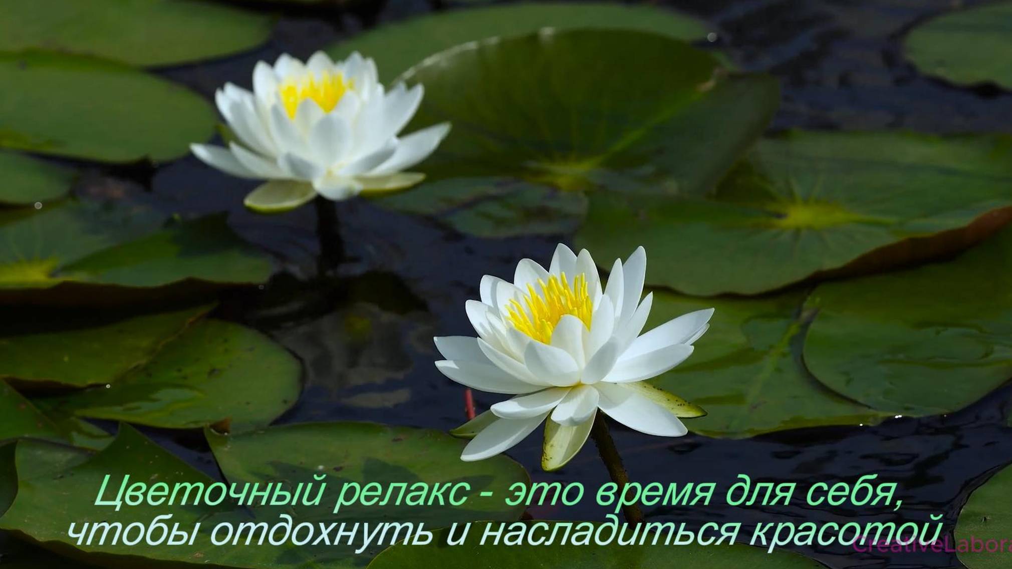 Цветочное удовольствие
