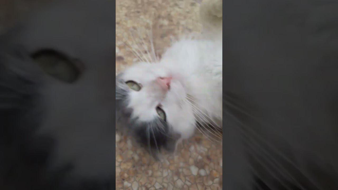 #mem #cat #матушказемля #котик #юмор #лето #kot