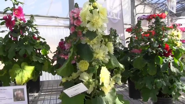 2013 Spring Trials: American Takii