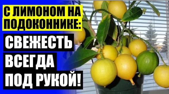🔵 Купить лимон комнатный в беларуси 🚫 Лимон комнатный купить 🔵