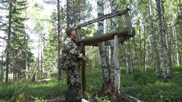В ТАЙГУ ЗА ЧЕРНИКОЙ / ЯГОДЫ КАРЕЛИИ / СОЛОНЕЦ ДЛЯ ЛОСЯ / ПРОВЕРКА БОБРОВОГО ПОСЕЛЕНИЯ.