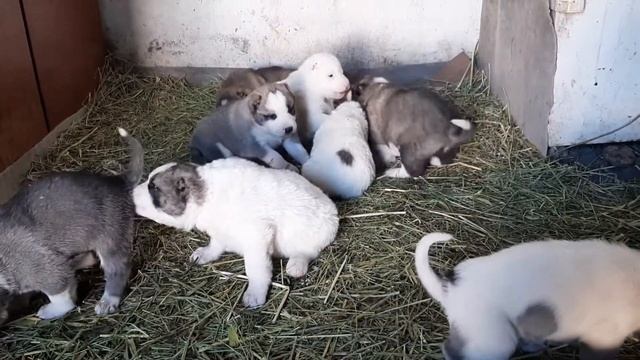 Кормления щенков САО. Помогаем матери щенков. #САО #Тобет #Алабай