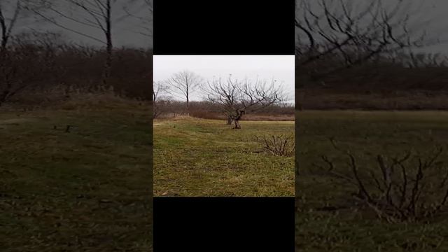 Светлая поляна