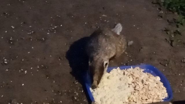 симушка барсучиха пришла по светлусовсем рано