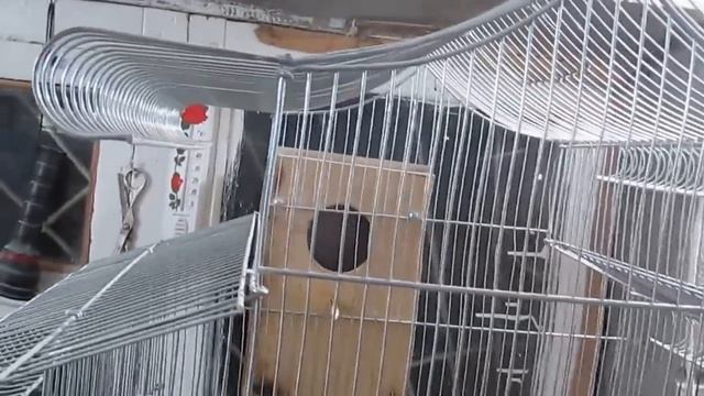 Волнистые попугаи. Незапланированный осмотр гнезда.