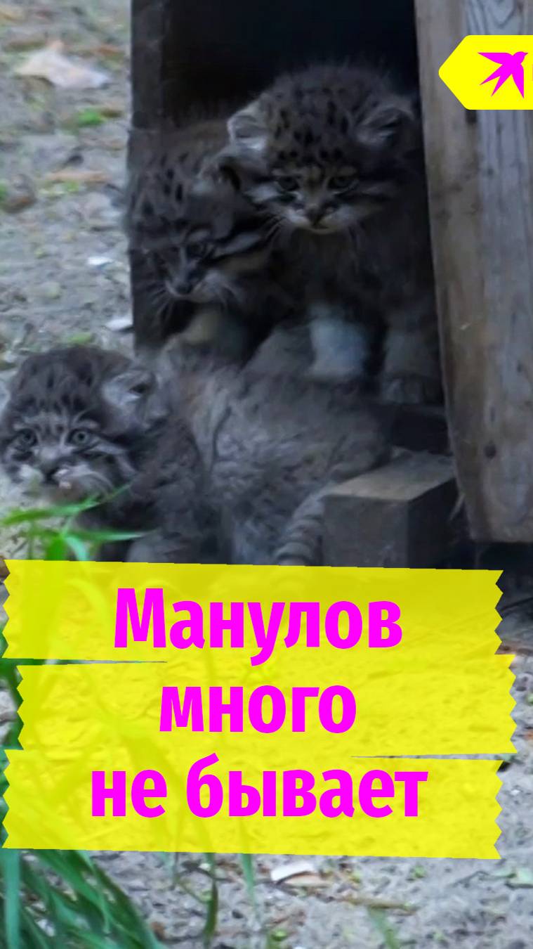 12 манулов родились в Новосибирском зоопарке