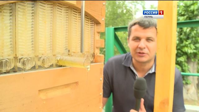 Ноу-хау в пчеловодстве: волшебный улей