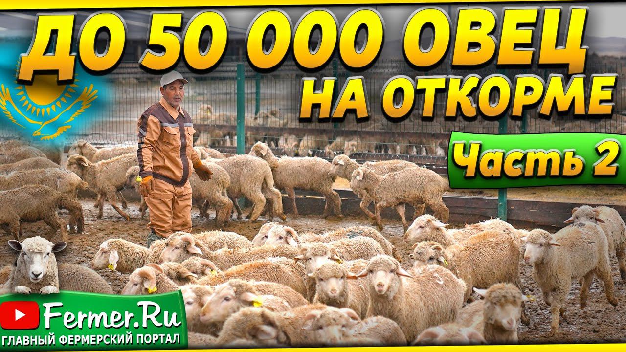 Тысячи ягнят зимой в -37°С под открытым небом набирают вес! Откорм ягнят в Казахстане. Овцы и бараны