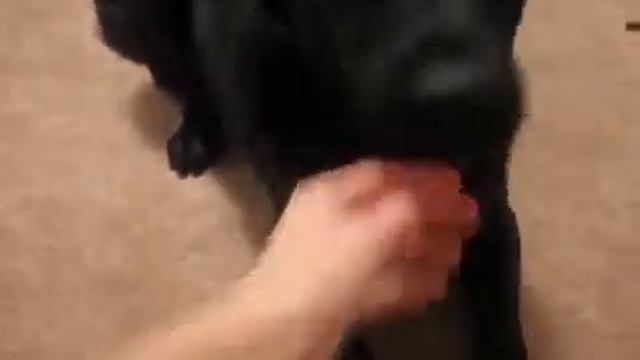 Собака в доме лучшая охрана! Лучший охранник в мире!
