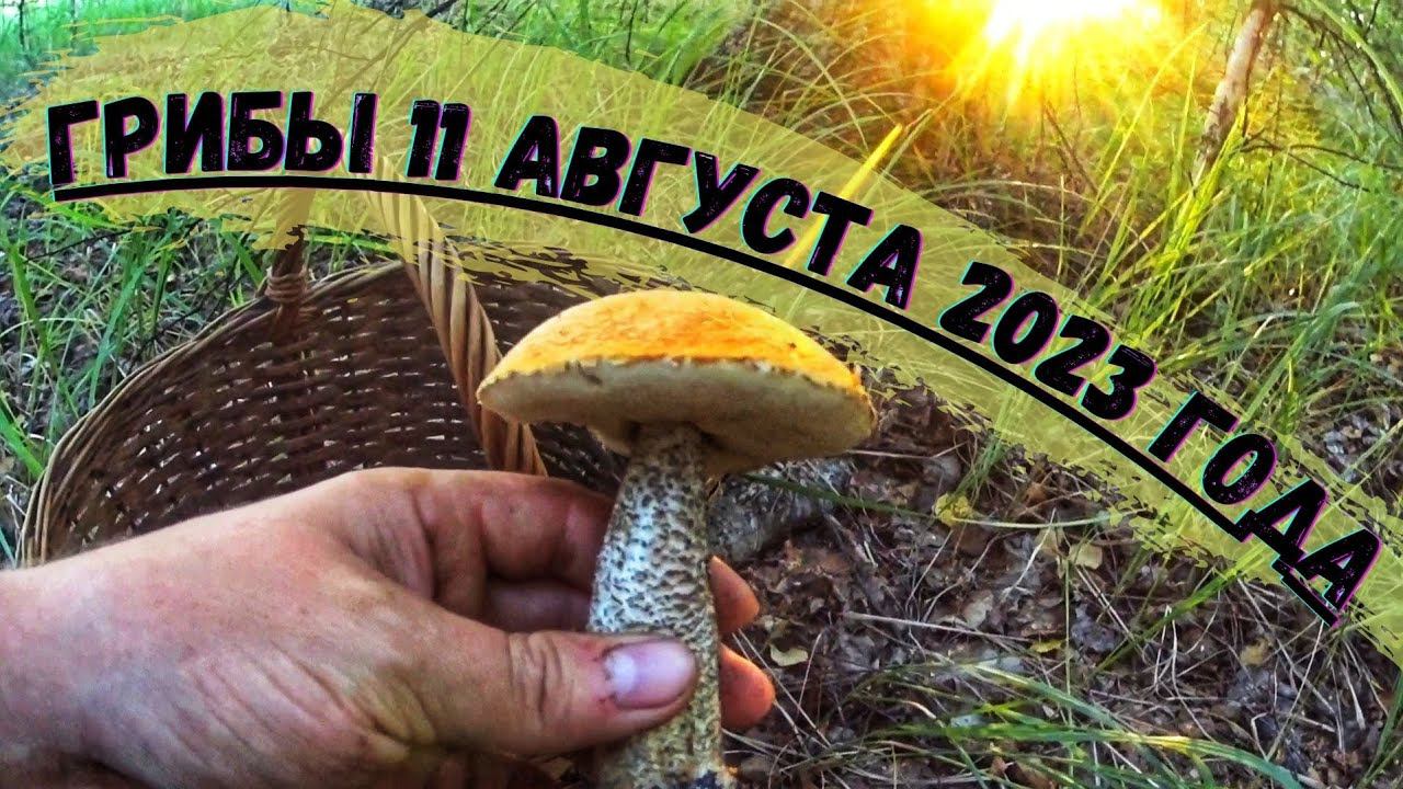 ГРИБНИК счастливый ,как НИКТО! Сбор ГРИБОВ 11 Августа 2023 ГОДА/ ГРИБЫ 2023/