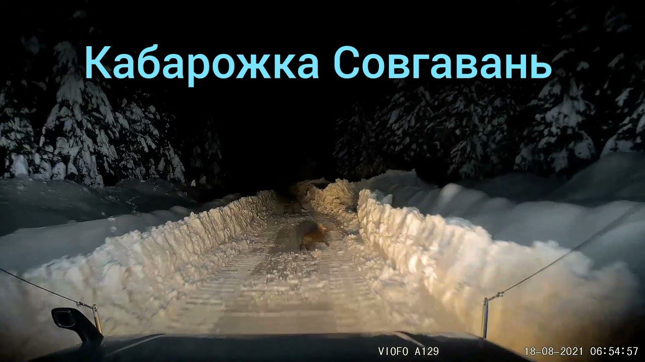 Кабарга Совгавань