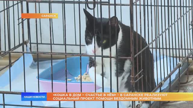 «Кошка в дом – счастье в нём» - в Саранске реализуют социальный проект помощи бездомным животным