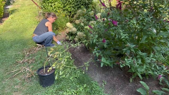 LATE SUMMER PERENNIAL MAINTENANCE  GARDEN CLEANUP BEGINS  SEED SAVING  PRUNING OLD VS NEW WOO