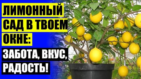 💯 Лимон на подоконнике из косточки ❗ Лимон дерево в домашних условиях купить тюмень 💡