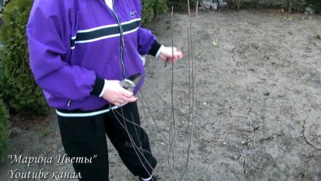 Обрезка гибискуса сирийского древовидного. Подготовка к весне