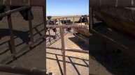 Телята ангуса на пастбищах