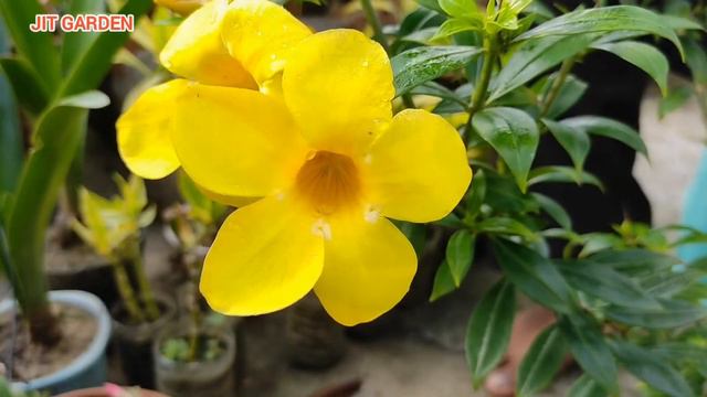 Allamanda &  Torenia Plant Care Tips|How To Get Maximum Flowers Dwarf Allamanda & Torenia In Monsoo